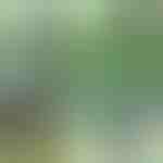 Pinze per piante (14 pezzi) | PLANTPIN